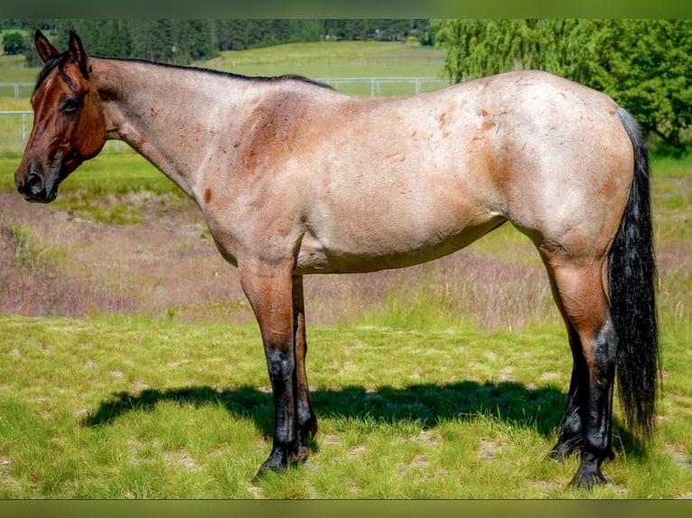 American Quarter Horse Stute 9 Jahre 157 cm Roan-Bay in Spokane, WA