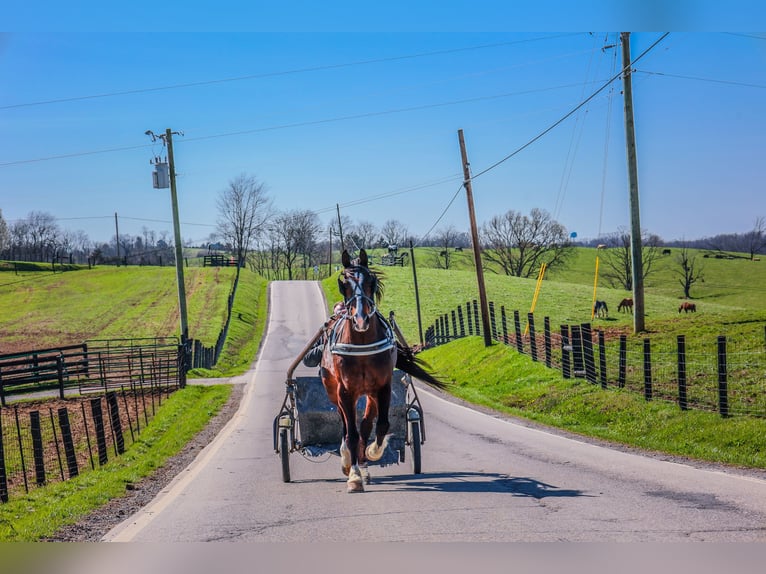 American Quarter Horse Stute 9 Jahre 157 cm Rotbrauner in Flemingsburg KY