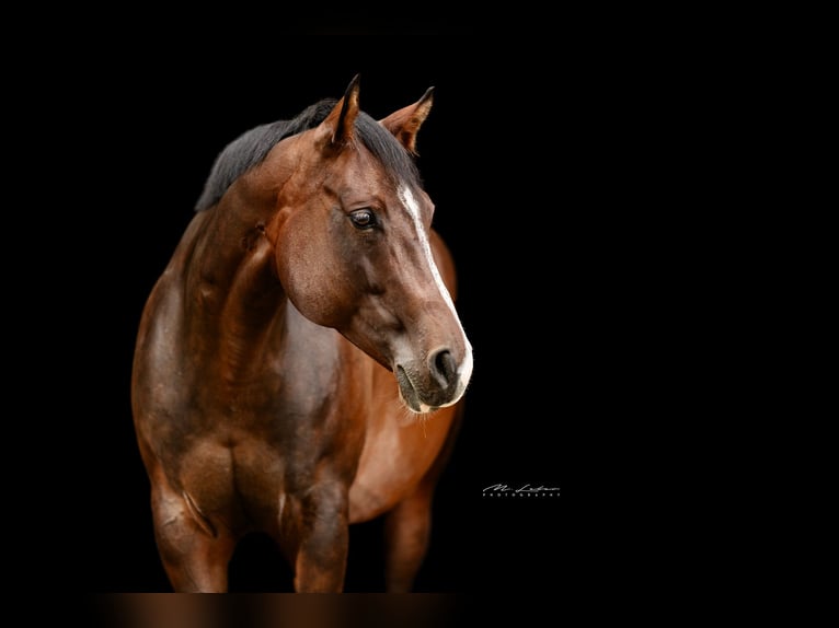 American Quarter Horse Stute 9 Jahre 158 cm Brauner in Kail