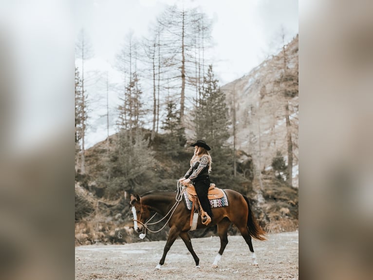 American Quarter Horse Stute 9 Jahre 158 cm Dunkelbrauner in Pfaffing