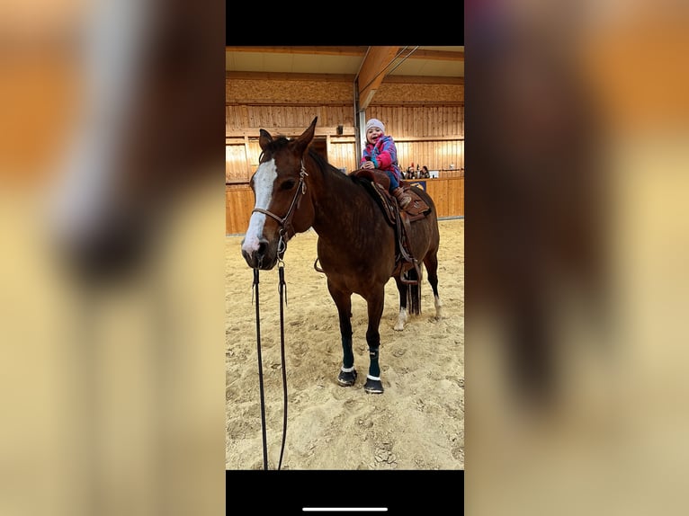 American Quarter Horse Stute 9 Jahre 158 cm Dunkelbrauner in Pfaffing