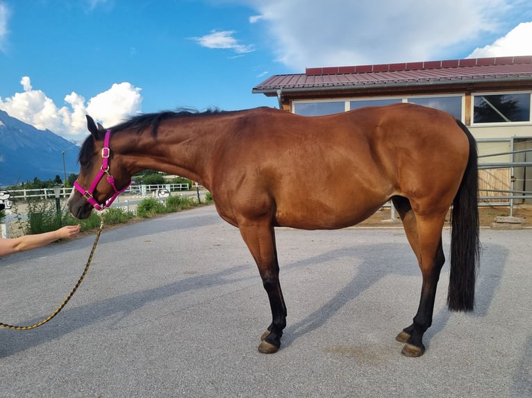 American Quarter Horse Stute 9 Jahre 159 cm in Innsbruck