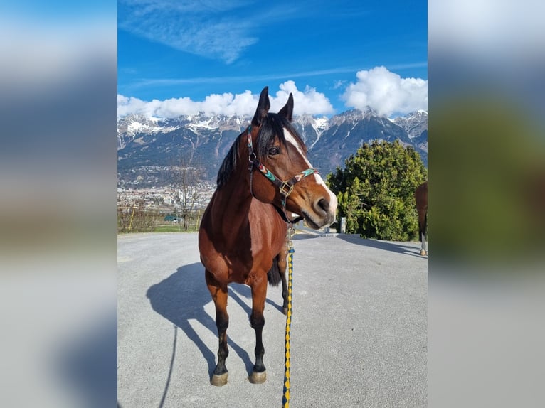 American Quarter Horse Stute 9 Jahre 159 cm in Innsbruck