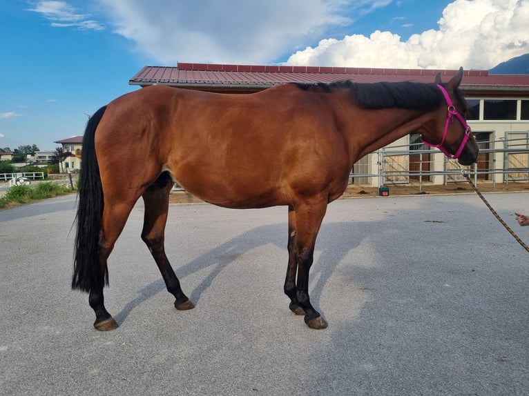 American Quarter Horse Stute 9 Jahre 159 cm in Innsbruck