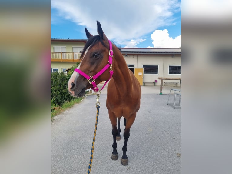 American Quarter Horse Stute 9 Jahre 159 cm in Innsbruck