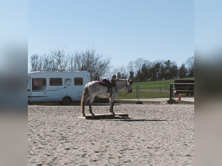 American Quarter Horse Stute 9 Jahre 160 cm Apfelschimmel in Pfronstetten