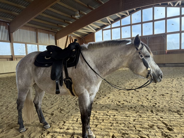 American Quarter Horse Stute 9 Jahre 160 cm Apfelschimmel in Pfronstetten