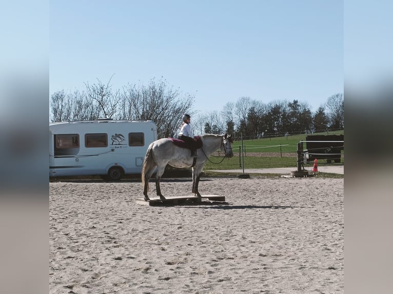 American Quarter Horse Stute 9 Jahre 160 cm Apfelschimmel in Pfronstetten