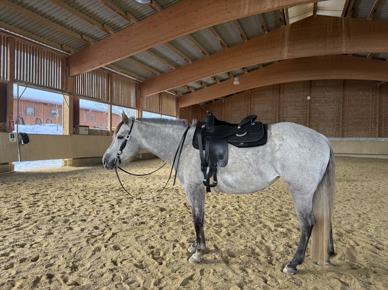 American Quarter Horse Stute 9 Jahre 160 cm Apfelschimmel in Pfronstetten