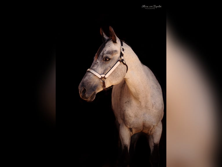 American Quarter Horse Stute 9 Jahre 160 cm Apfelschimmel in Pfronstetten