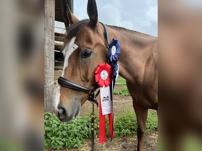American Quarter Horse Stute 9 Jahre 160 cm Brauner in Stöckse