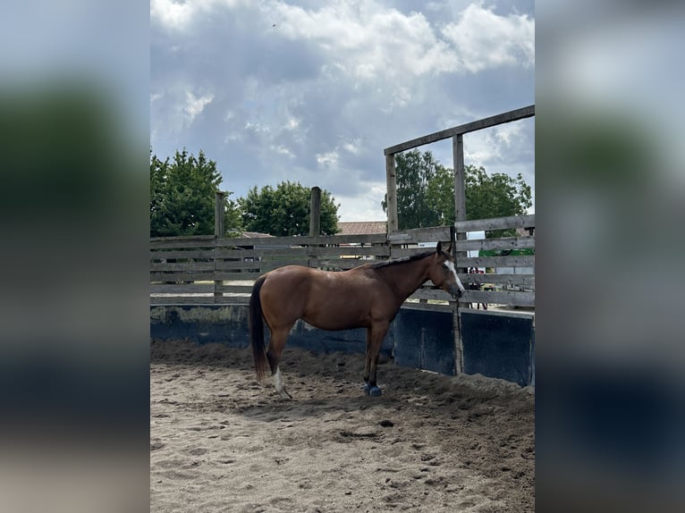 American Quarter Horse Stute 9 Jahre 160 cm Brauner in Stöckse