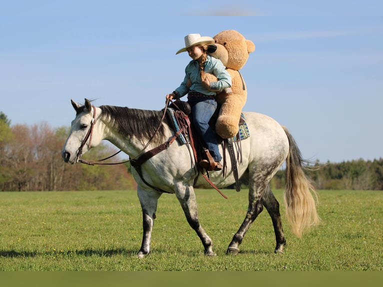 American Quarter Horse Stute 9 Jahre Apfelschimmel in Clarion