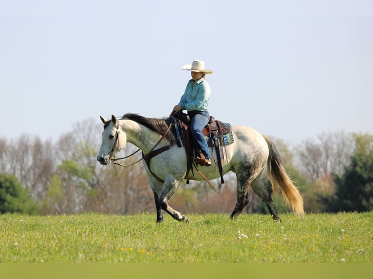 American Quarter Horse Stute 9 Jahre Apfelschimmel in Clarion