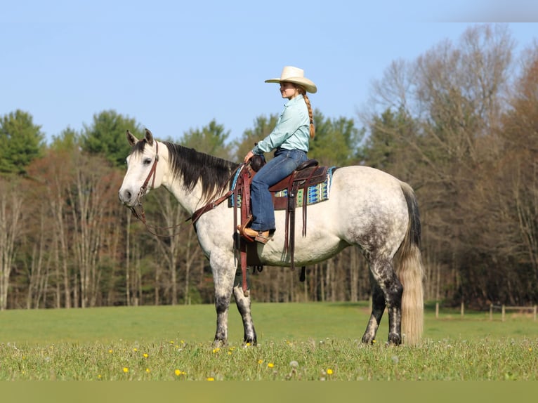 American Quarter Horse Stute 9 Jahre Apfelschimmel in Clarion