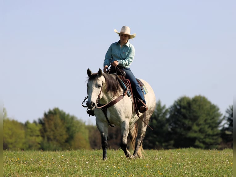 American Quarter Horse Stute 9 Jahre Apfelschimmel in Clarion