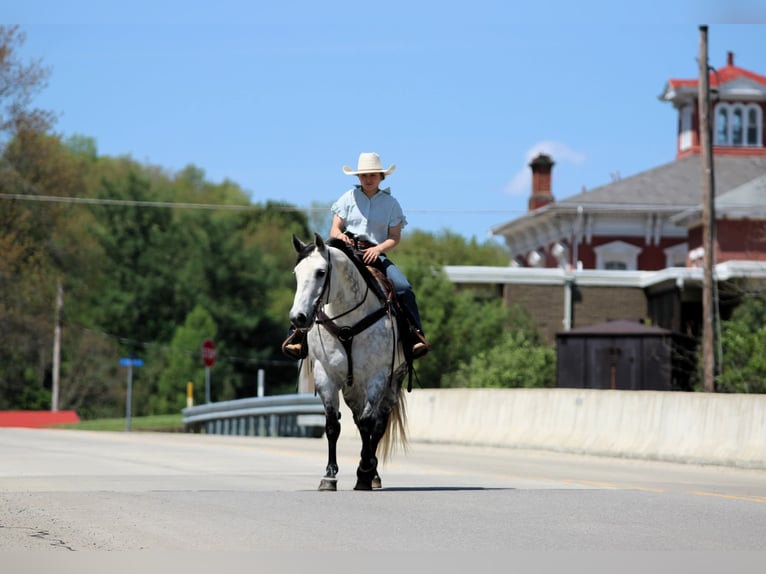 American Quarter Horse Stute 9 Jahre Apfelschimmel in Clarion