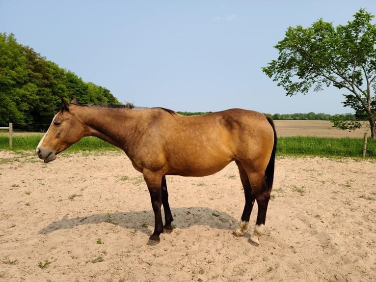 American Quarter Horse Stute 9 Jahre Buckskin in Rosebuch MI