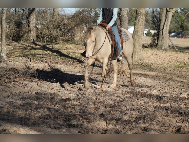 American Quarter Horse Stute 9 Jahre Champagne in Plano