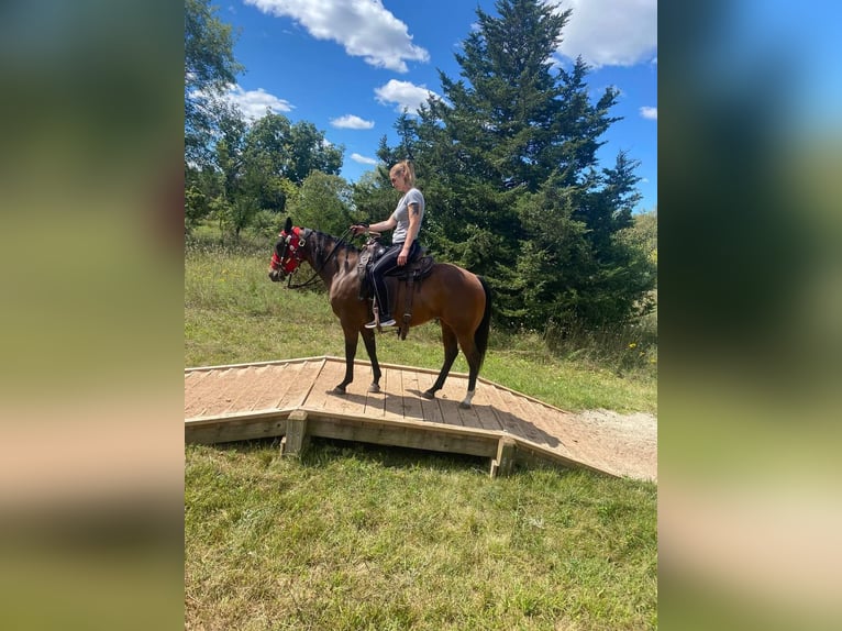 American Quarter Horse Mix Stute 9 Jahre Dunkelbrauner in Muskego