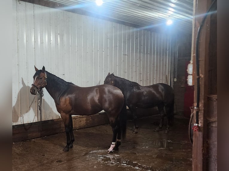 American Quarter Horse Mix Stute 9 Jahre Dunkelbrauner in Muskego