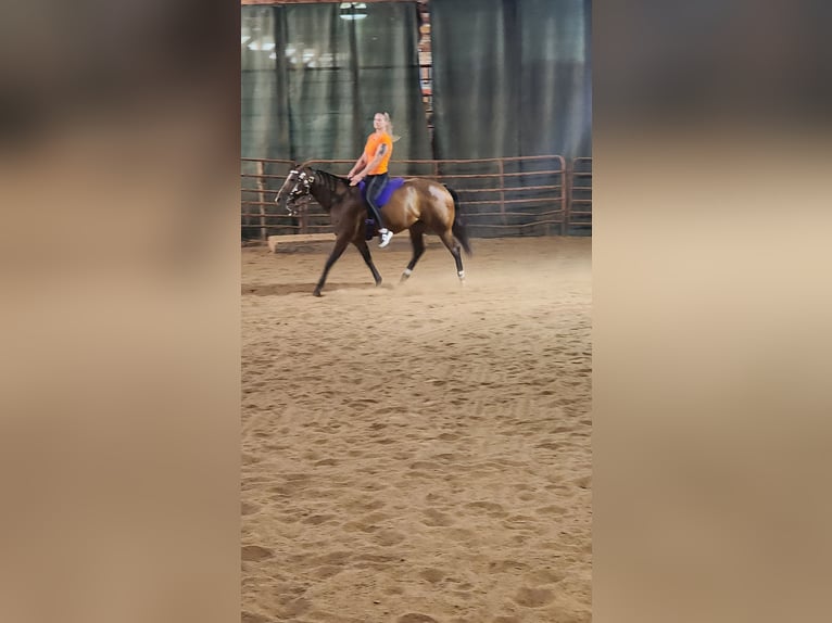 American Quarter Horse Mix Stute 9 Jahre Dunkelbrauner in Muskego