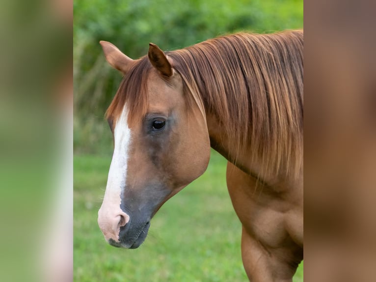 American Quarter Horse Stute 9 Jahre Falbe in Salem