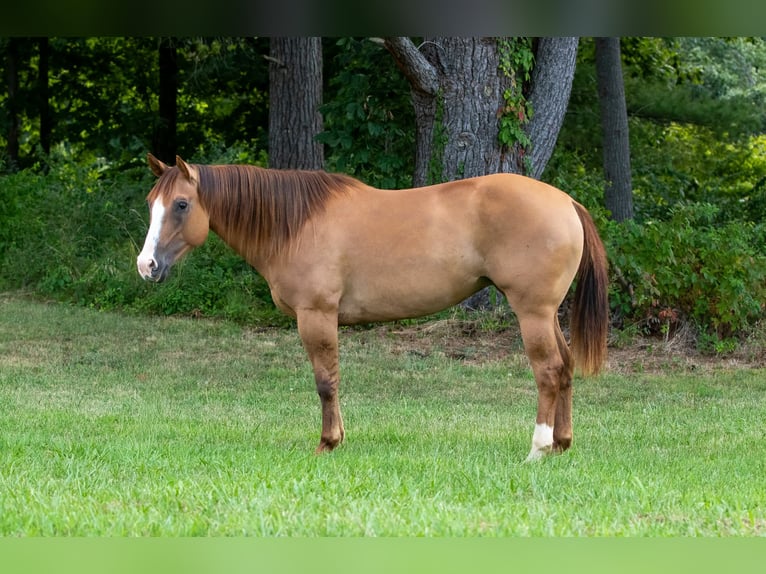 American Quarter Horse Stute 9 Jahre Falbe in Salem