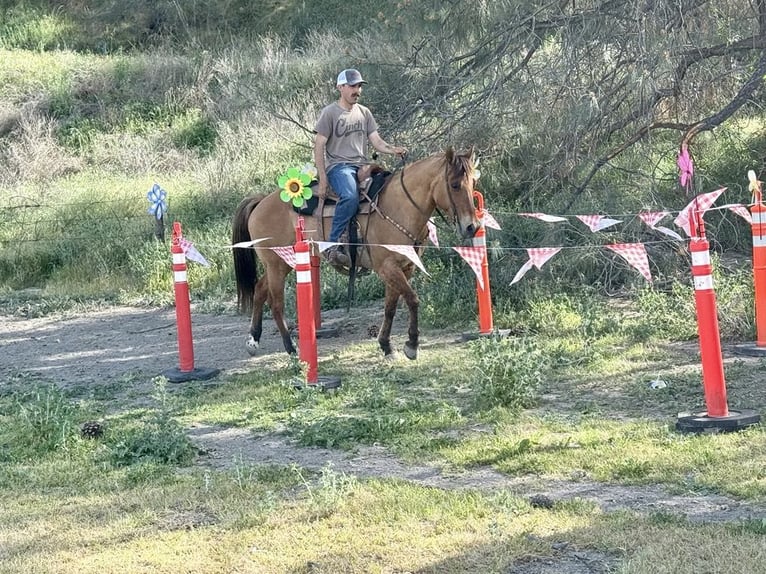 American Quarter Horse Stute 9 Jahre Falbe in Paicines CA