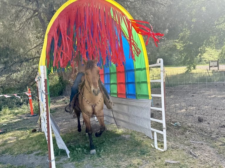 American Quarter Horse Stute 9 Jahre Falbe in Paicines CA