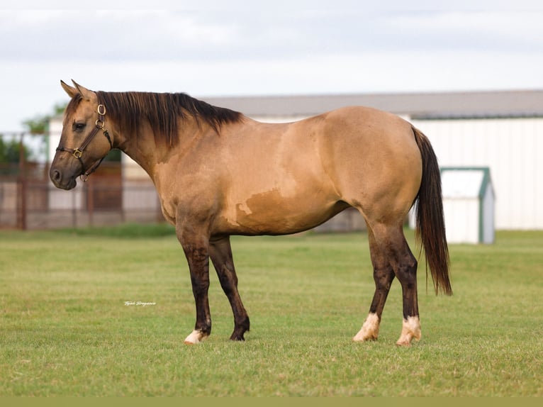 American Quarter Horse Stute 9 Jahre Grullo in Ripley