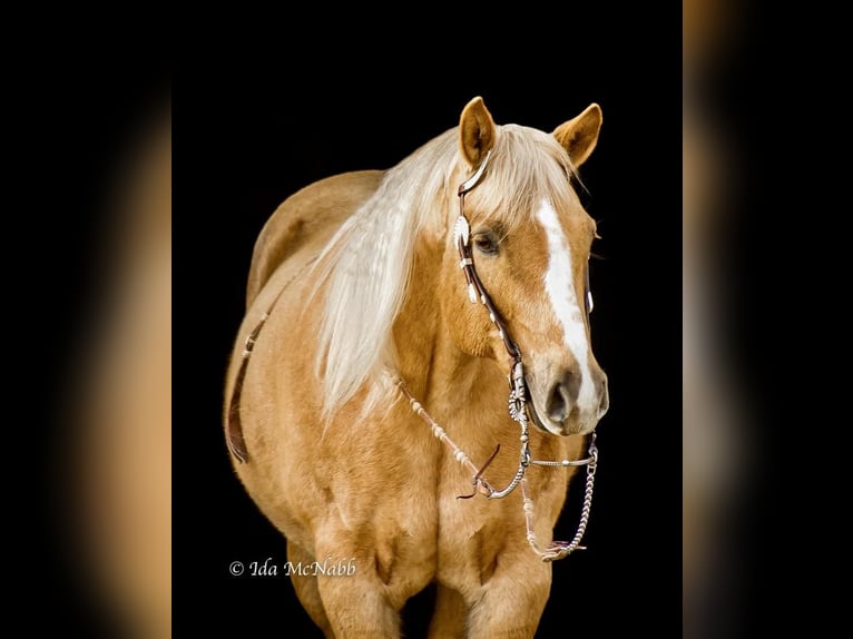 American Quarter Horse Stute 9 Jahre Palomino in Cody, WY