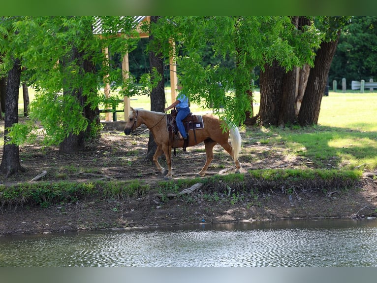 American Quarter Horse Stute 9 Jahre Palomino in Forney