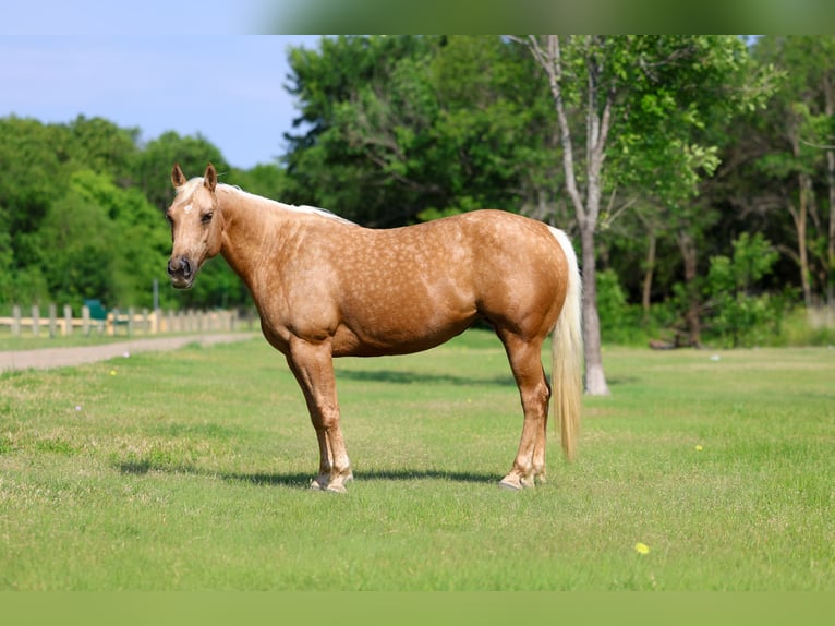 American Quarter Horse Stute 9 Jahre Palomino in Forney