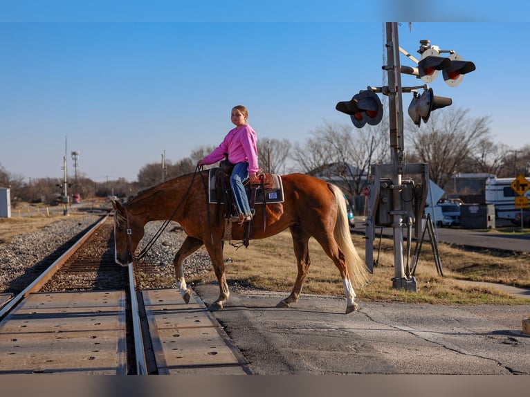 American Quarter Horse Stute 9 Jahre Palomino in Forney