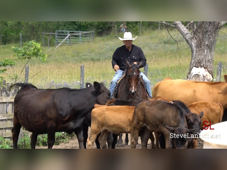 American Quarter Horse Stute 9 Jahre Roan-Bay in La Porte