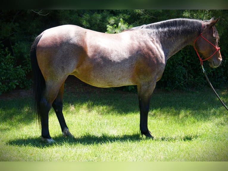 American Quarter Horse Stute 9 Jahre Roan-Bay in La Porte