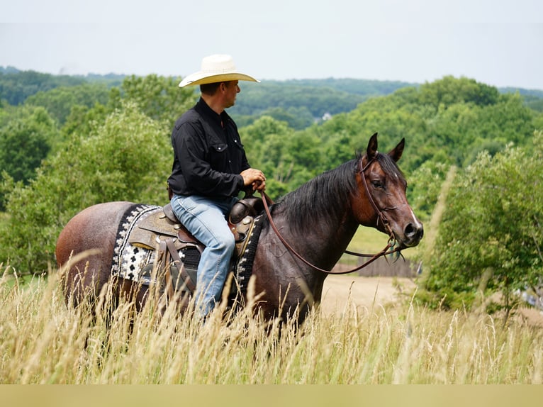 American Quarter Horse Stute 9 Jahre Roan-Bay in La Porte