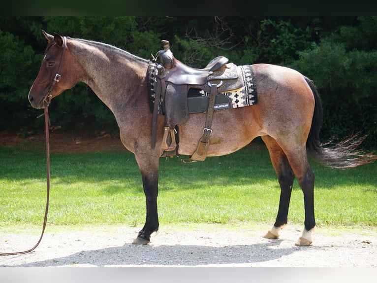 American Quarter Horse Stute 9 Jahre Roan-Bay in La Porte
