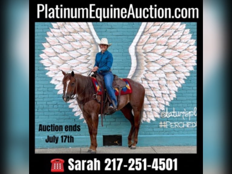 American Quarter Horse Stute 9 Jahre Roan-Red in Dennison IL