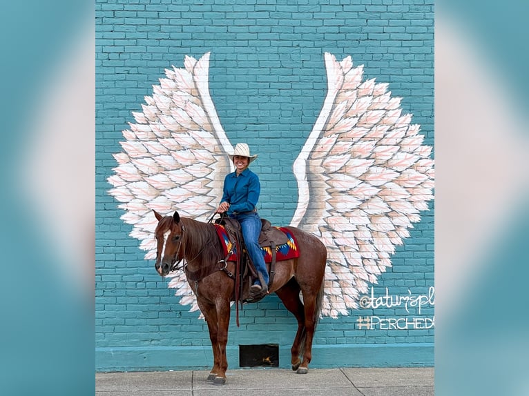 American Quarter Horse Stute 9 Jahre Roan-Red in Dennison IL