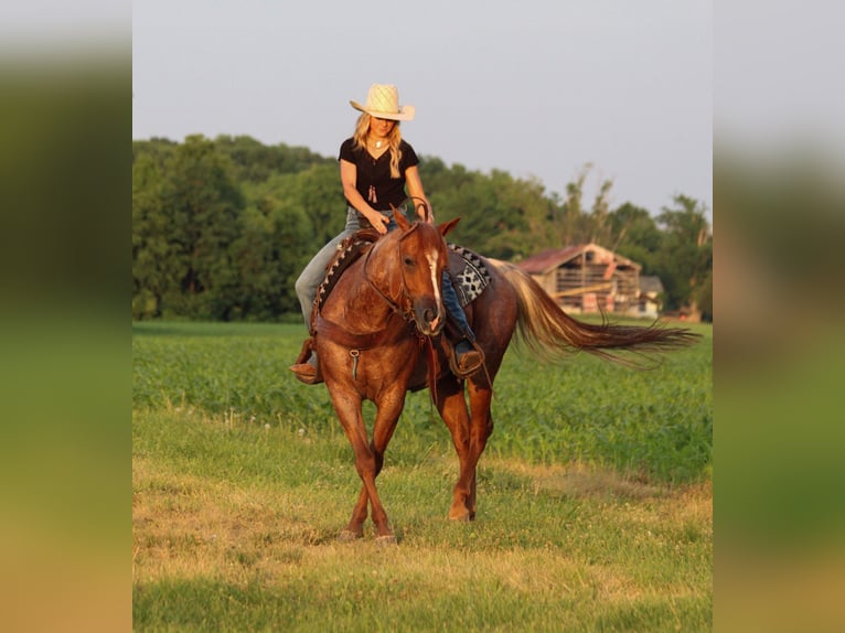 American Quarter Horse Stute 9 Jahre Roan-Red in Dennison IL