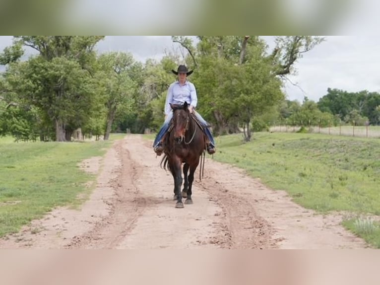 American Quarter Horse Stute 9 Jahre Rotbrauner in Canadian, TX