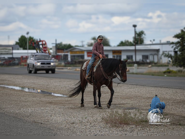 American Quarter Horse Stute 9 Jahre Rotbrauner in Cody