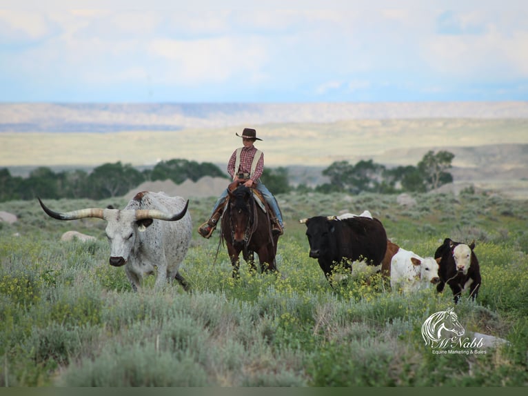 American Quarter Horse Stute 9 Jahre Rotbrauner in Cody
