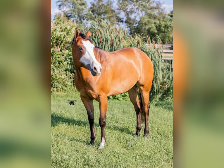 American Quarter Horse Stute 9 Jahre Rotbrauner in Woodbine, MD