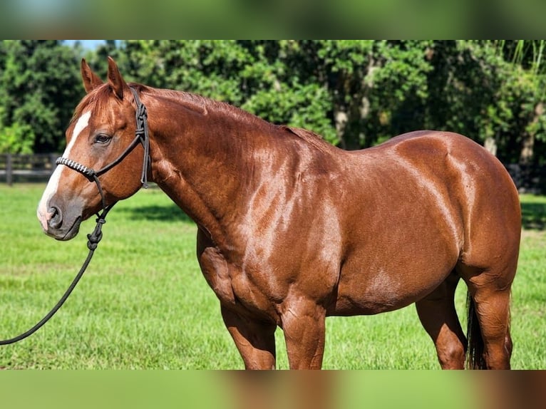 American Quarter Horse Stute 9 Jahre Rotfuchs in Port Charlotte