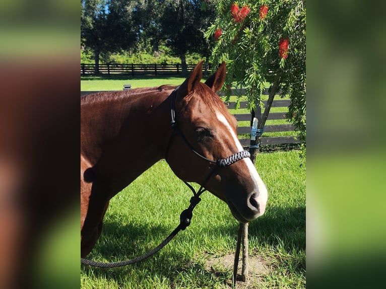 American Quarter Horse Stute 9 Jahre Rotfuchs in Port Charlotte