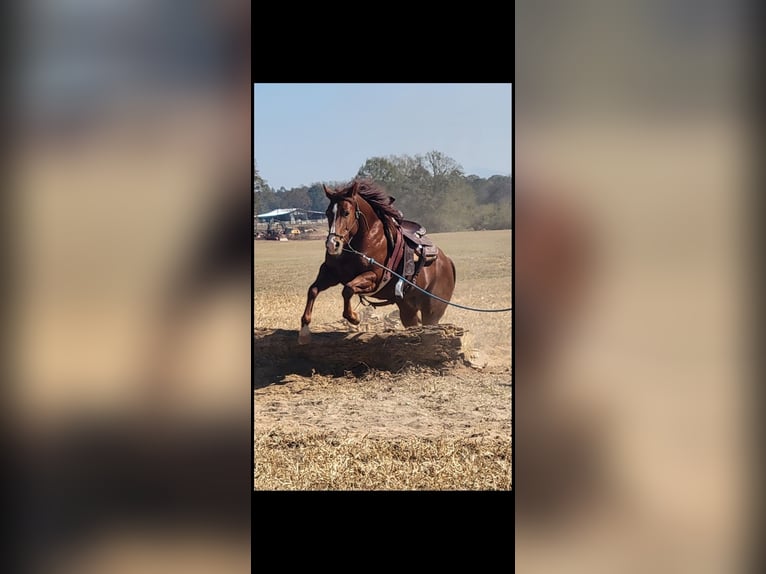 American Quarter Horse Stute 9 Jahre Rotfuchs in Port Charlotte