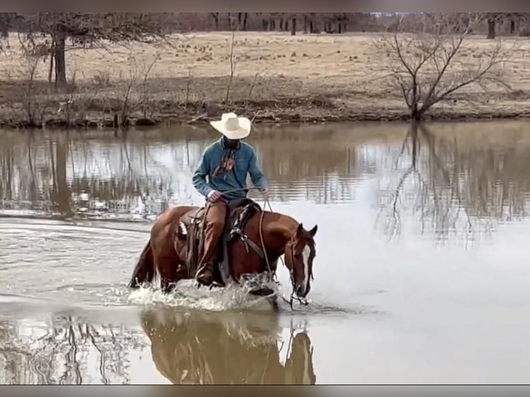 American Quarter Horse Stute 9 Jahre Rotfuchs in Whitesboro, TX